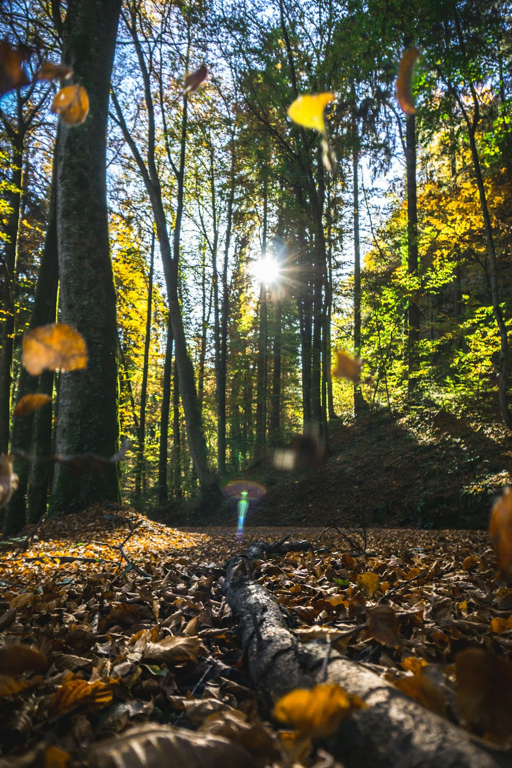 dried leaves on ground on the forest