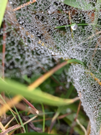 Tiny dew droplets sparkling on a spider’s web stretched between blades of grass.