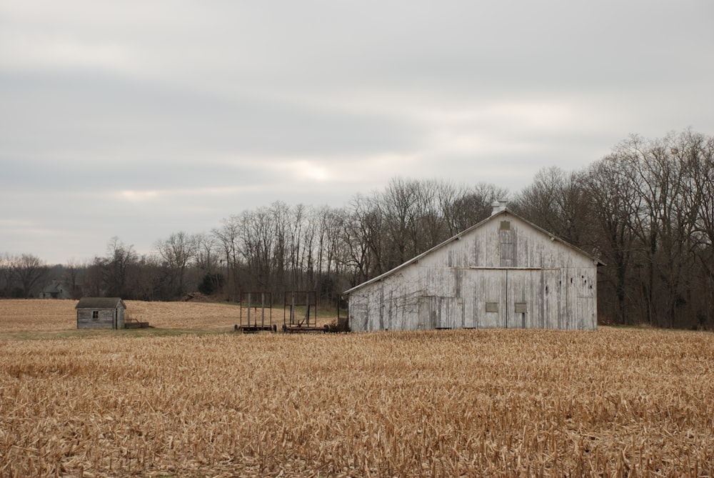 an old barn in a field of wheat