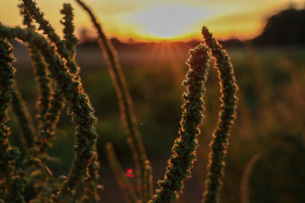 close-up photo of green plant during sunrise