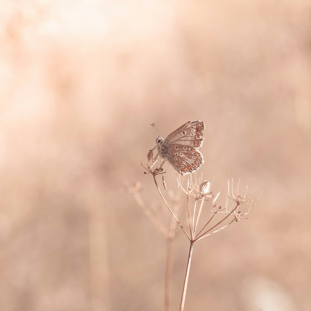 brown butterfly perching on flower during daytime