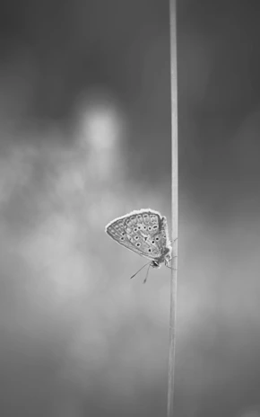 A minimalist black and white illustration of a butterfly mid-flight, blending nature with whimsy.