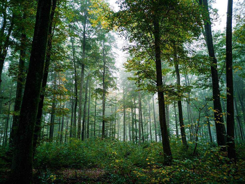 forest during day