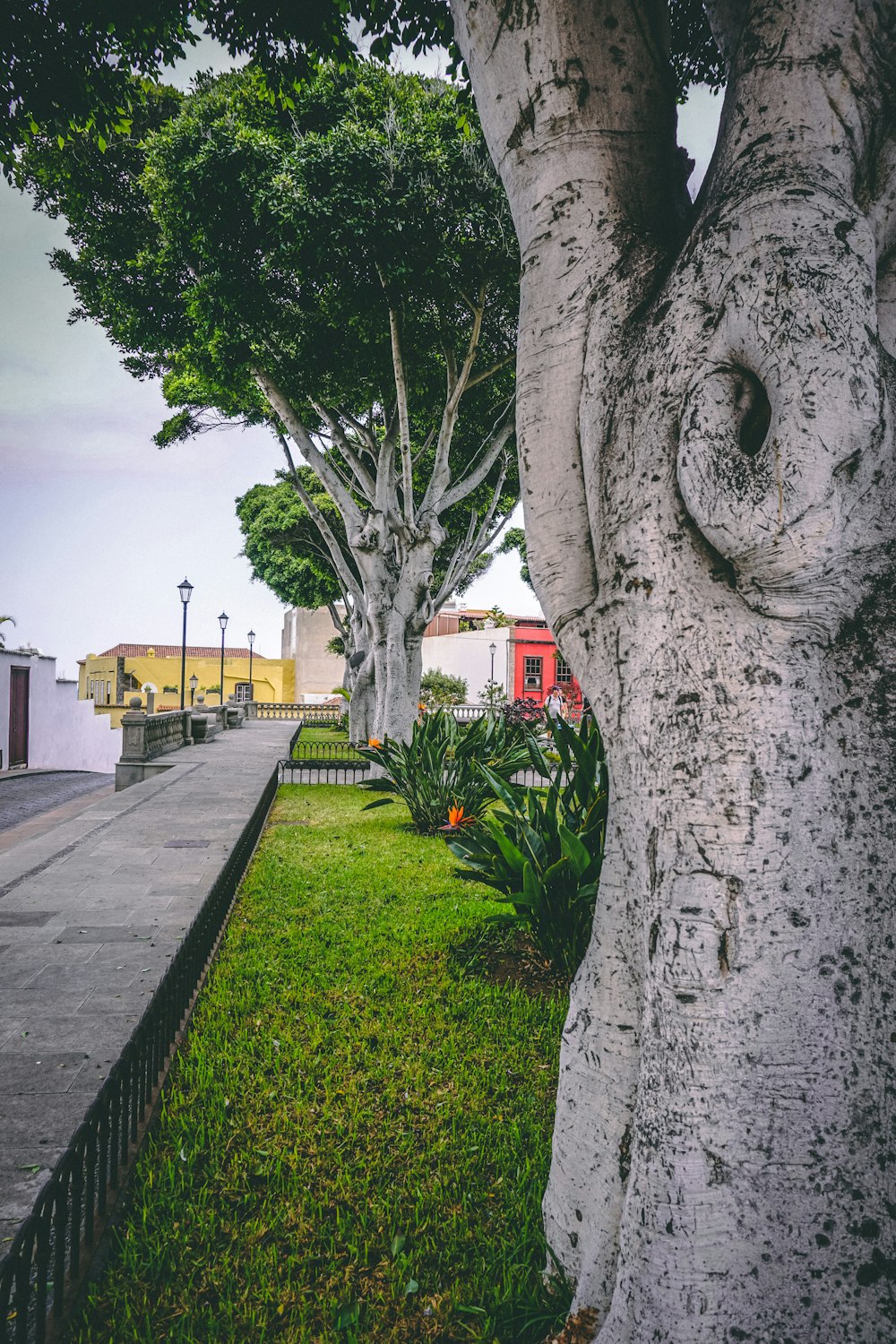 grey tree trunk near sidewalk during daytime