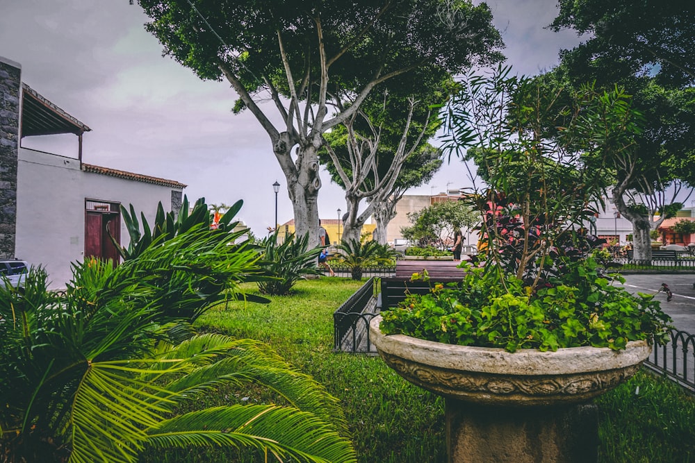 green leafed trees