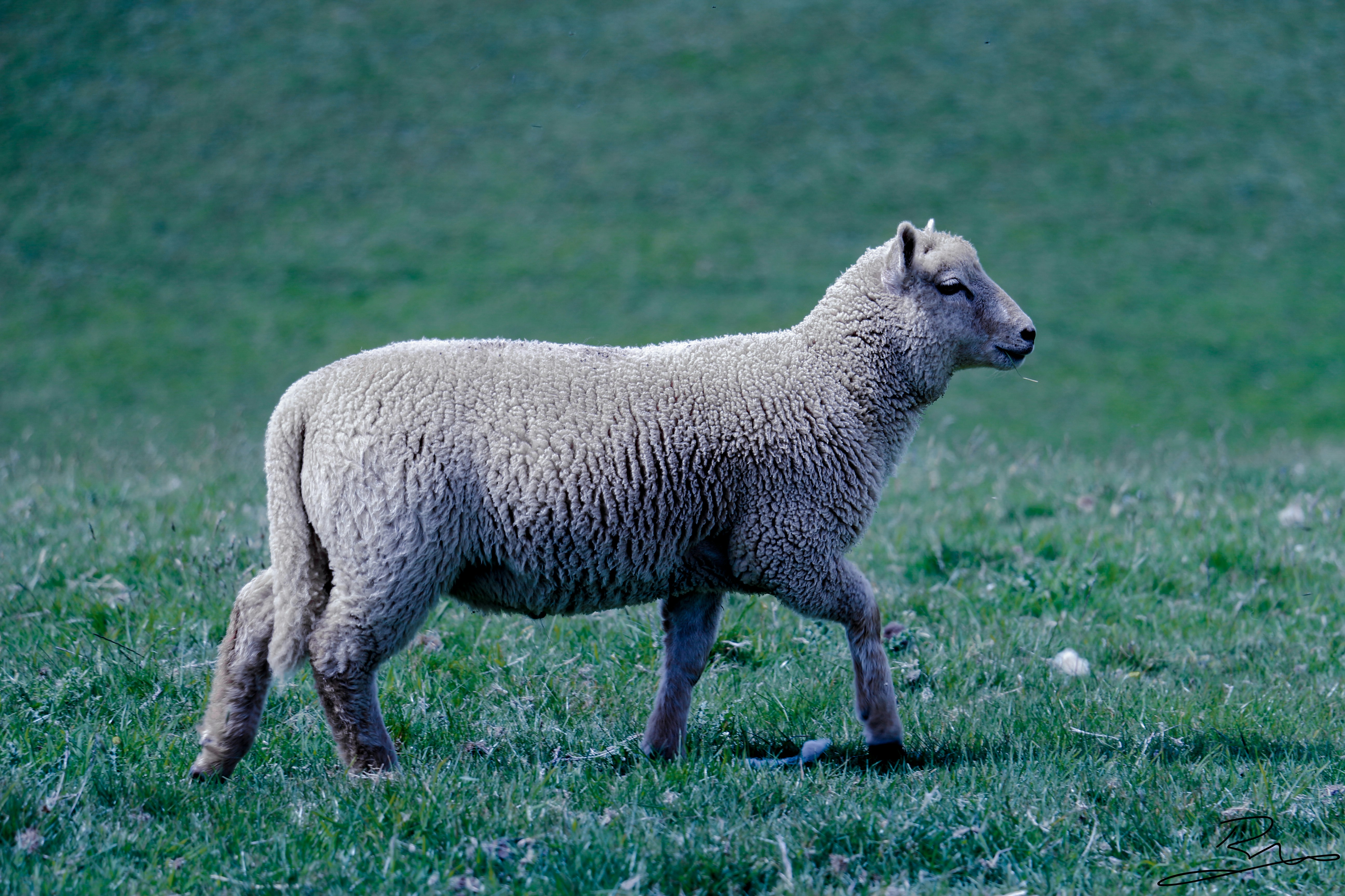 white sheep on green grass