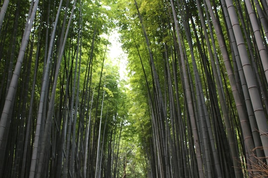 pathway surrounded by tall bamboo grass during daytime in Kyōto Japan