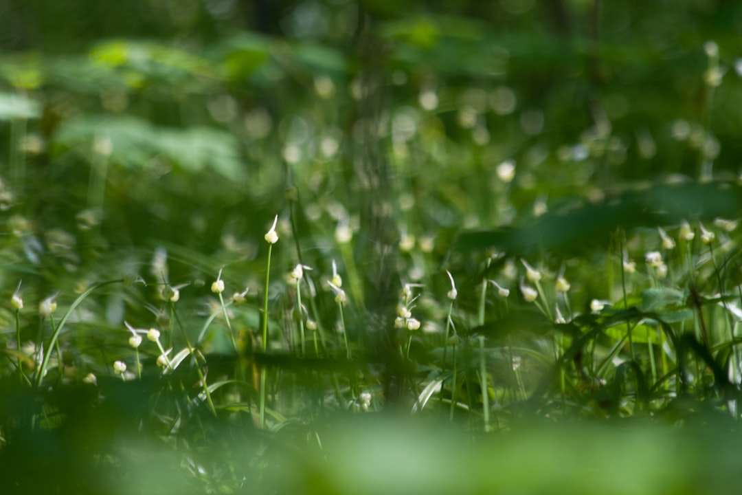 closeup photo green leafed plants