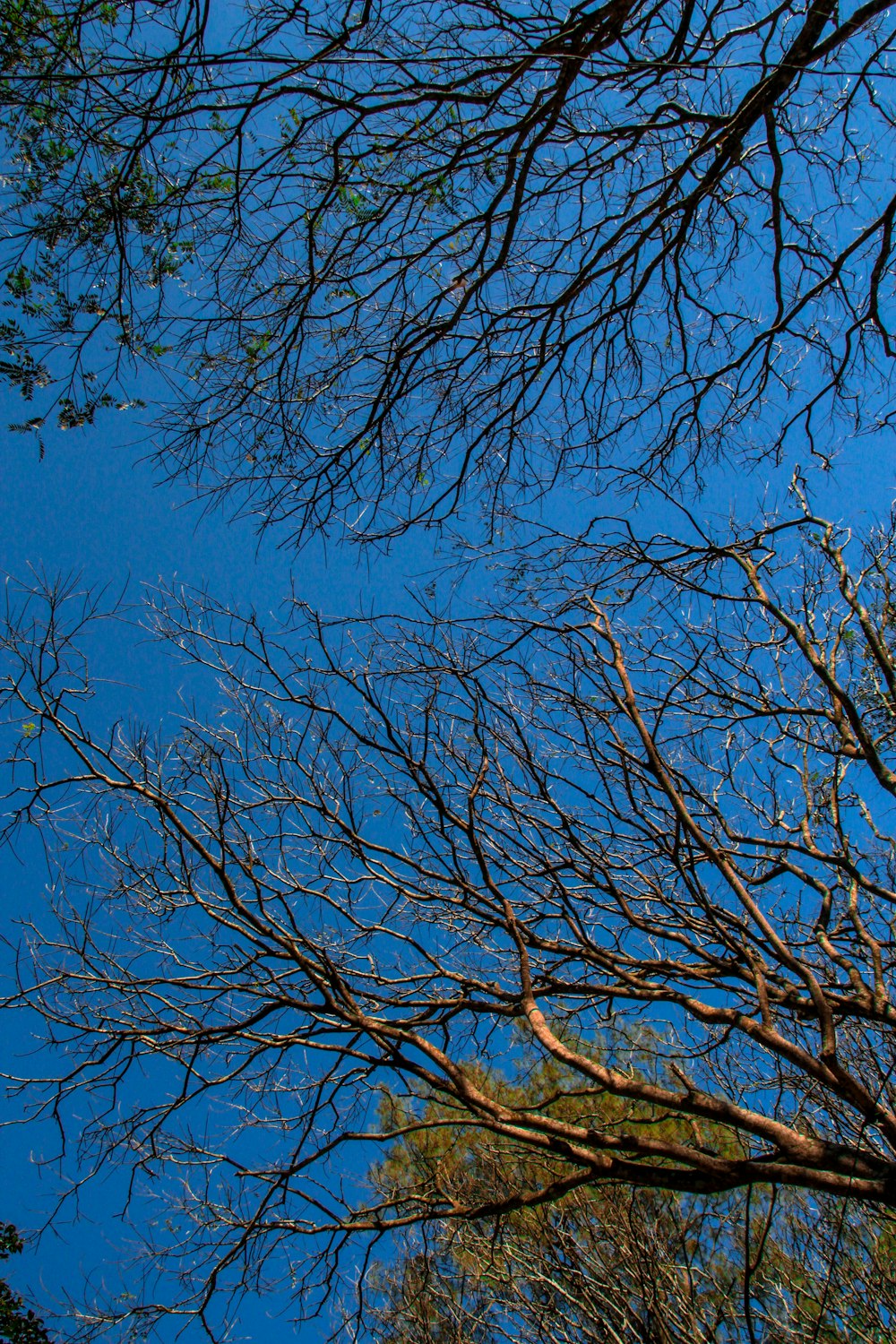 alberi spogli durante il giorno