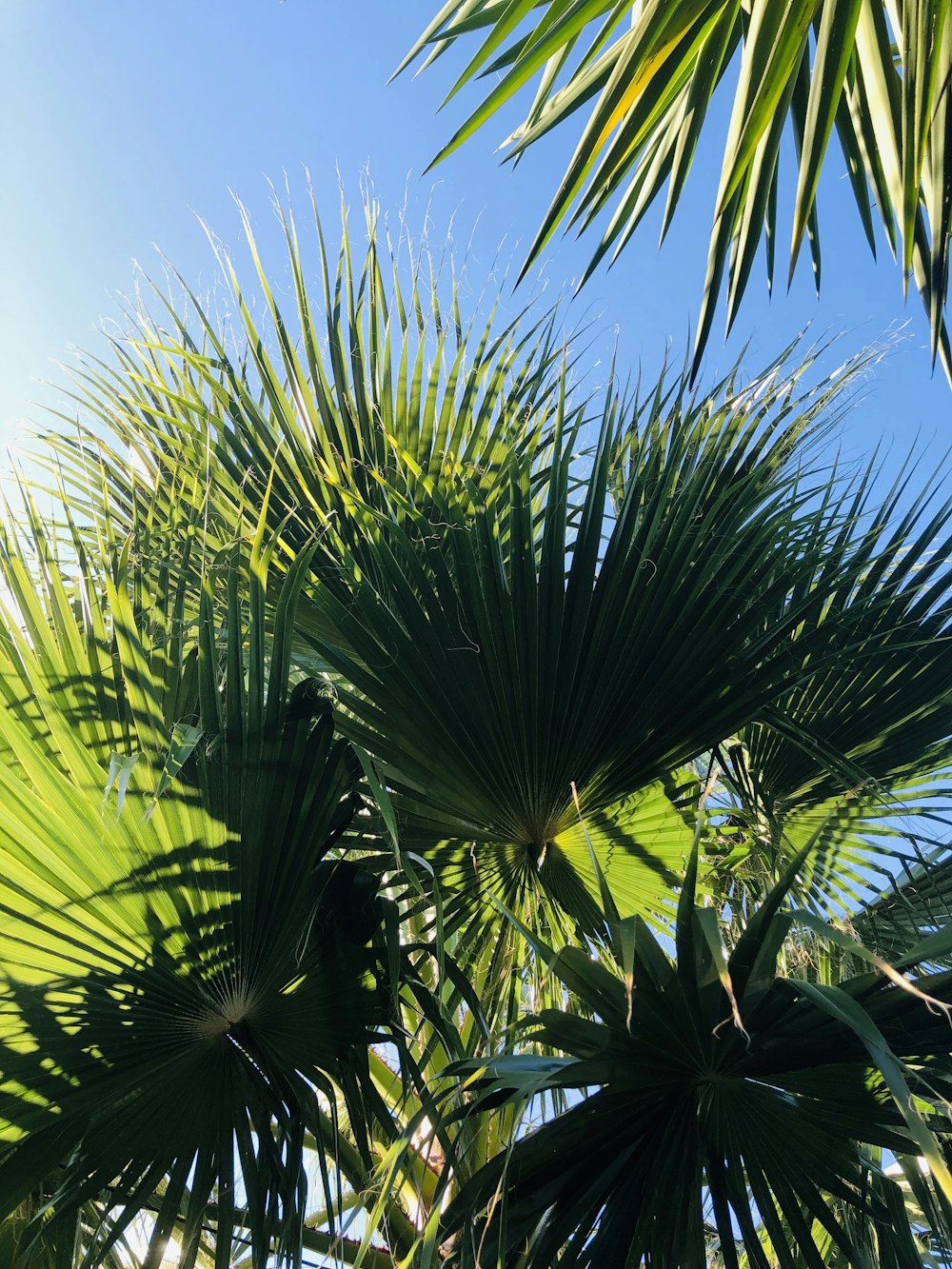 fan palms