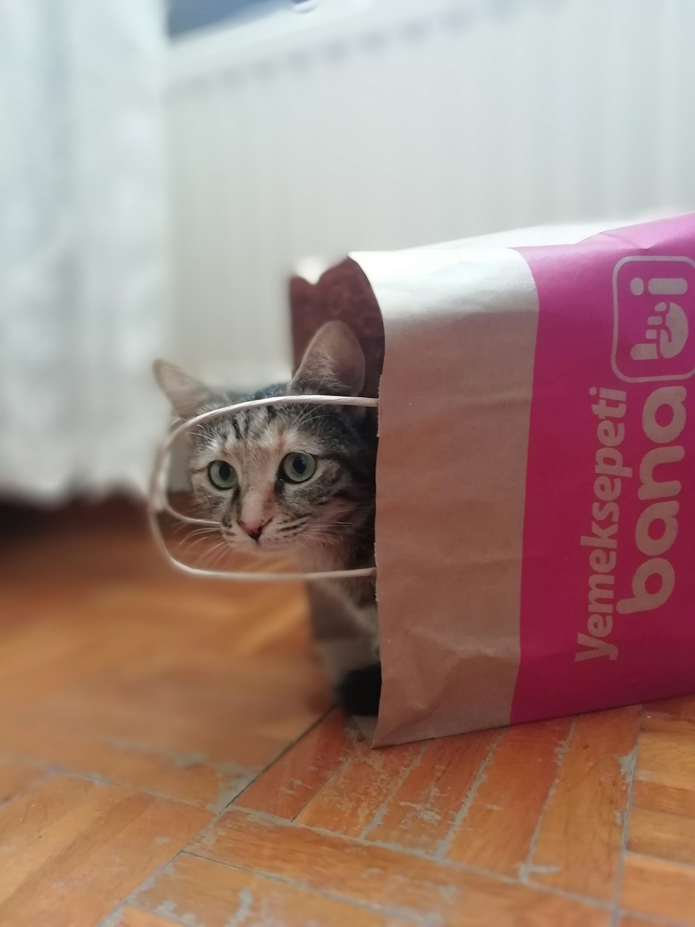 brown cat in shopping bag