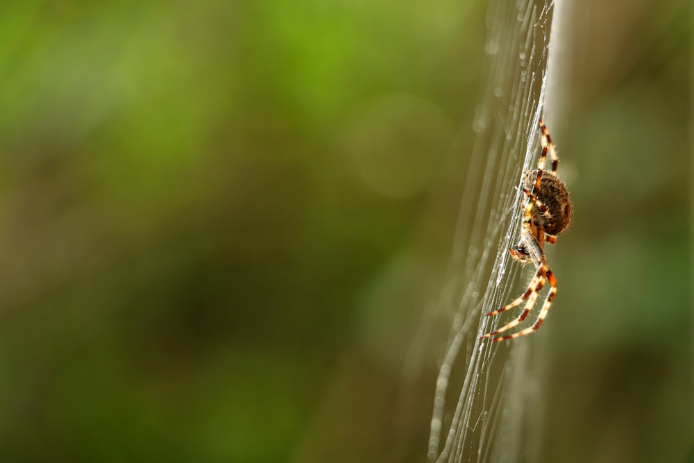 Aranha marrom de várias pernas em uma teia de aranha
