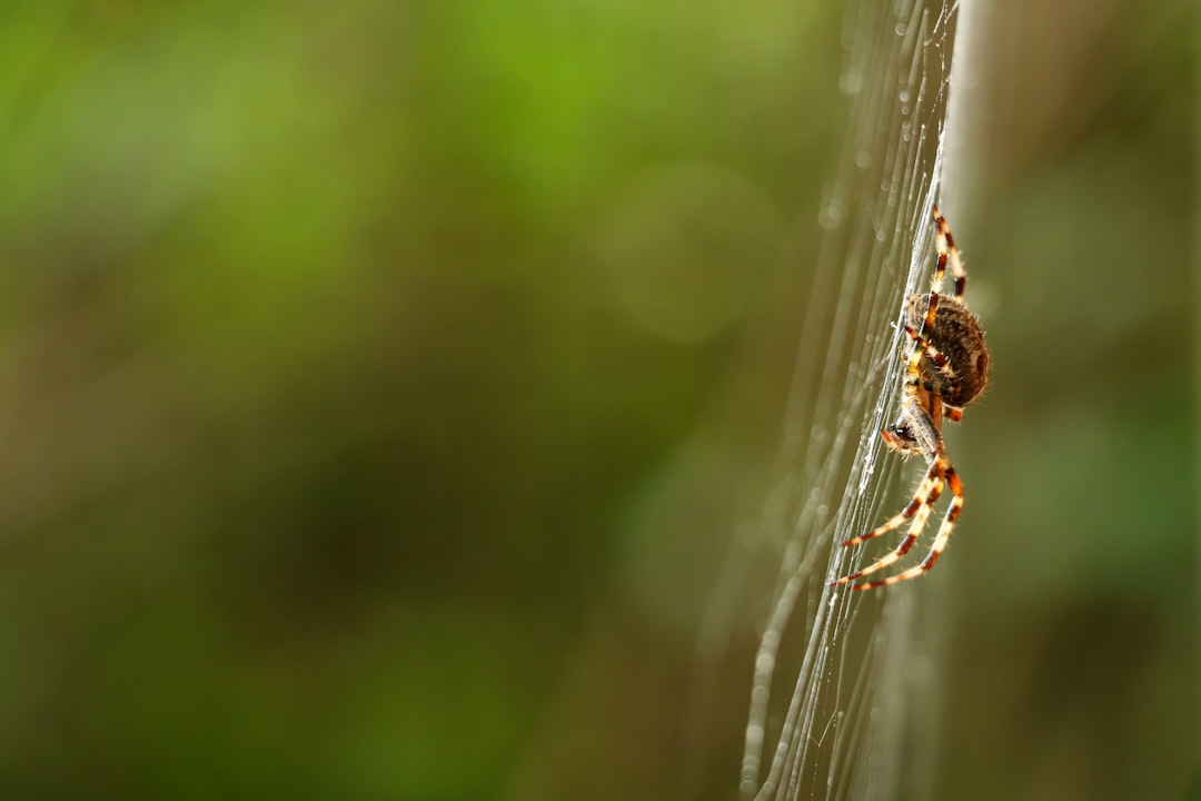 brown multi-legged spider on a cobweb
