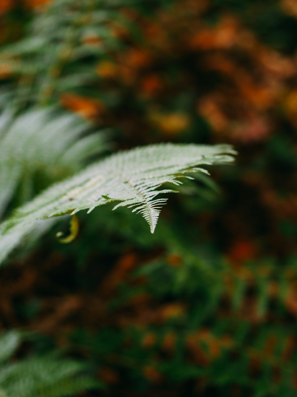 macro photography of green fern plant