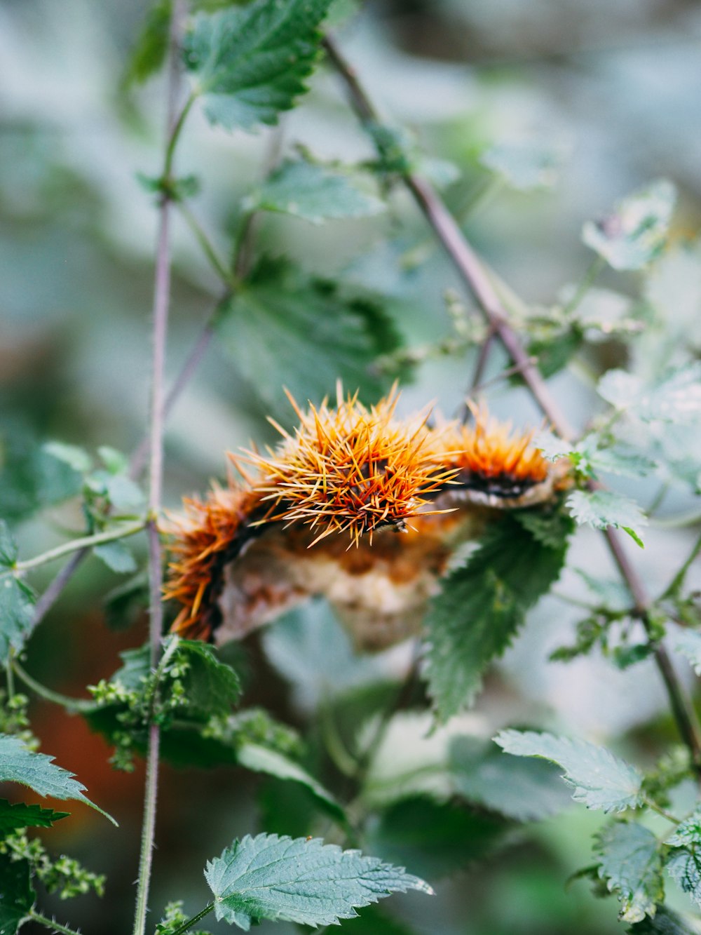 orange moth caterpillar on green leaf