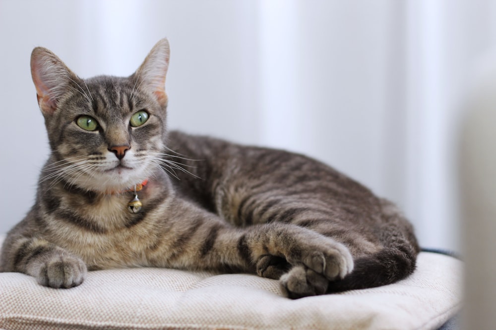 grey tabby cat lying on pet bed