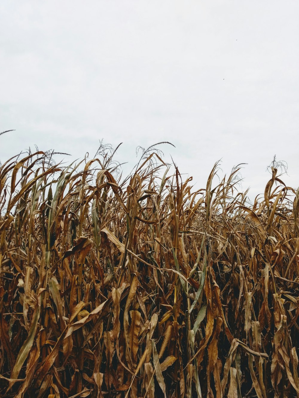 brown corn field under white skies