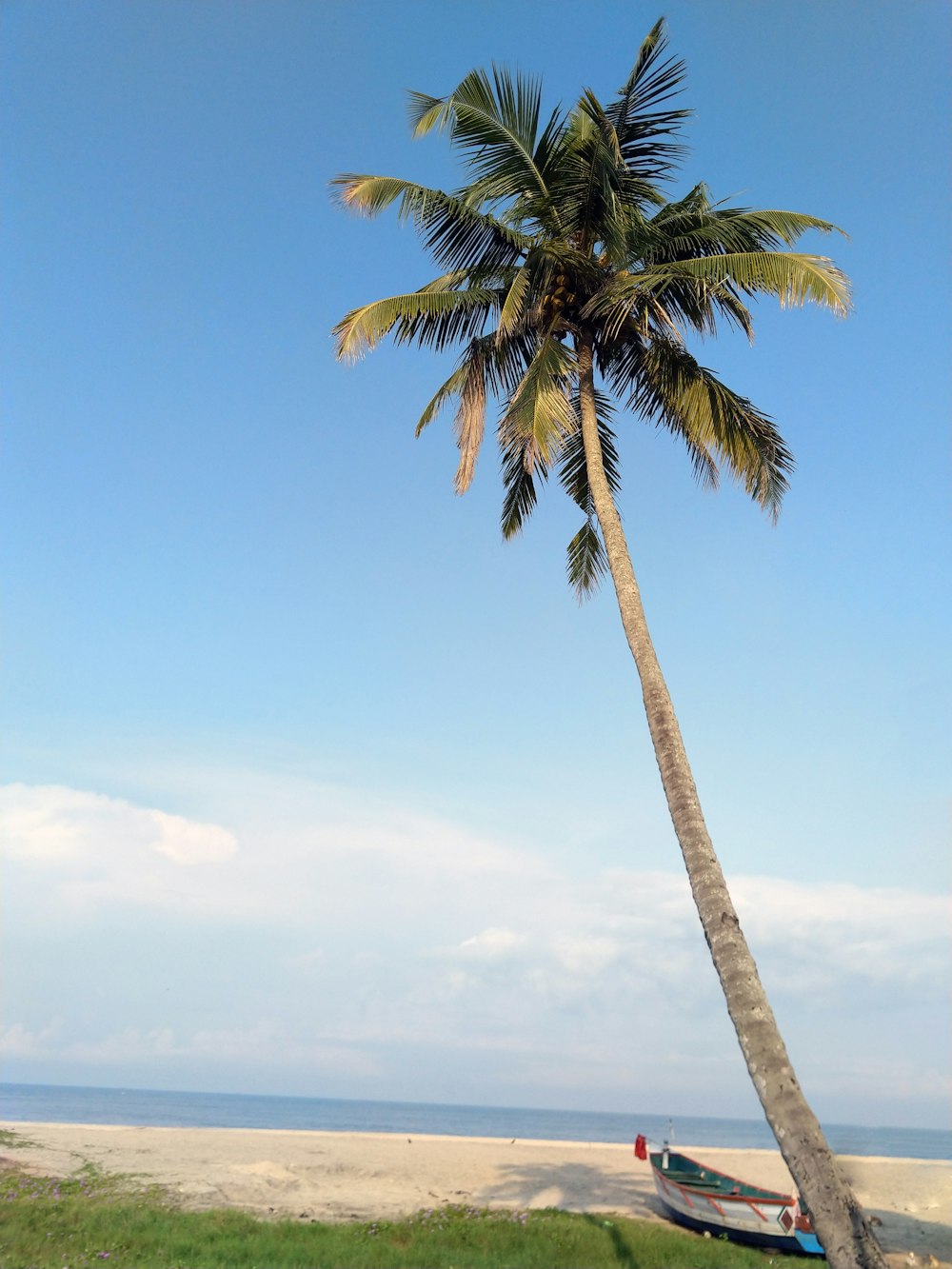 green coconut tree during daytime