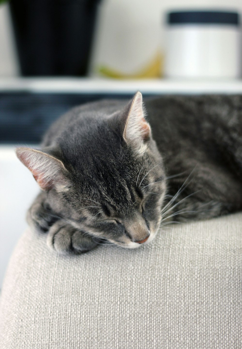 sleeping black and gray tabby cat