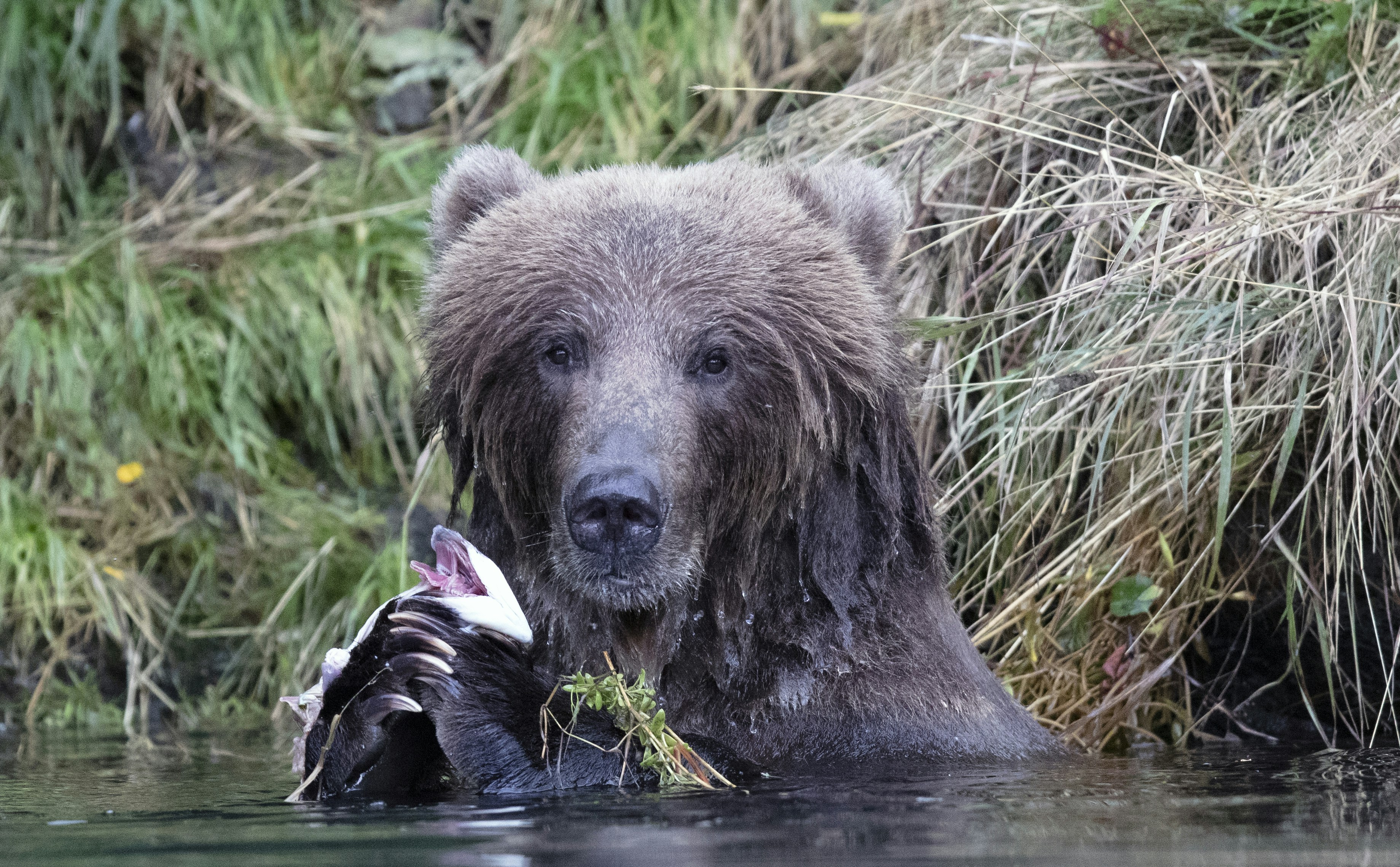 brown bear in water