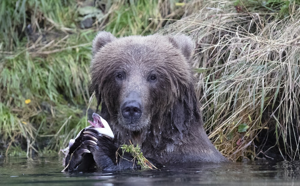 brown bear in water