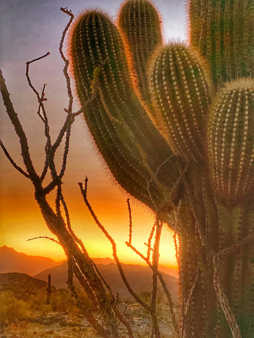 green cactus during golden hour