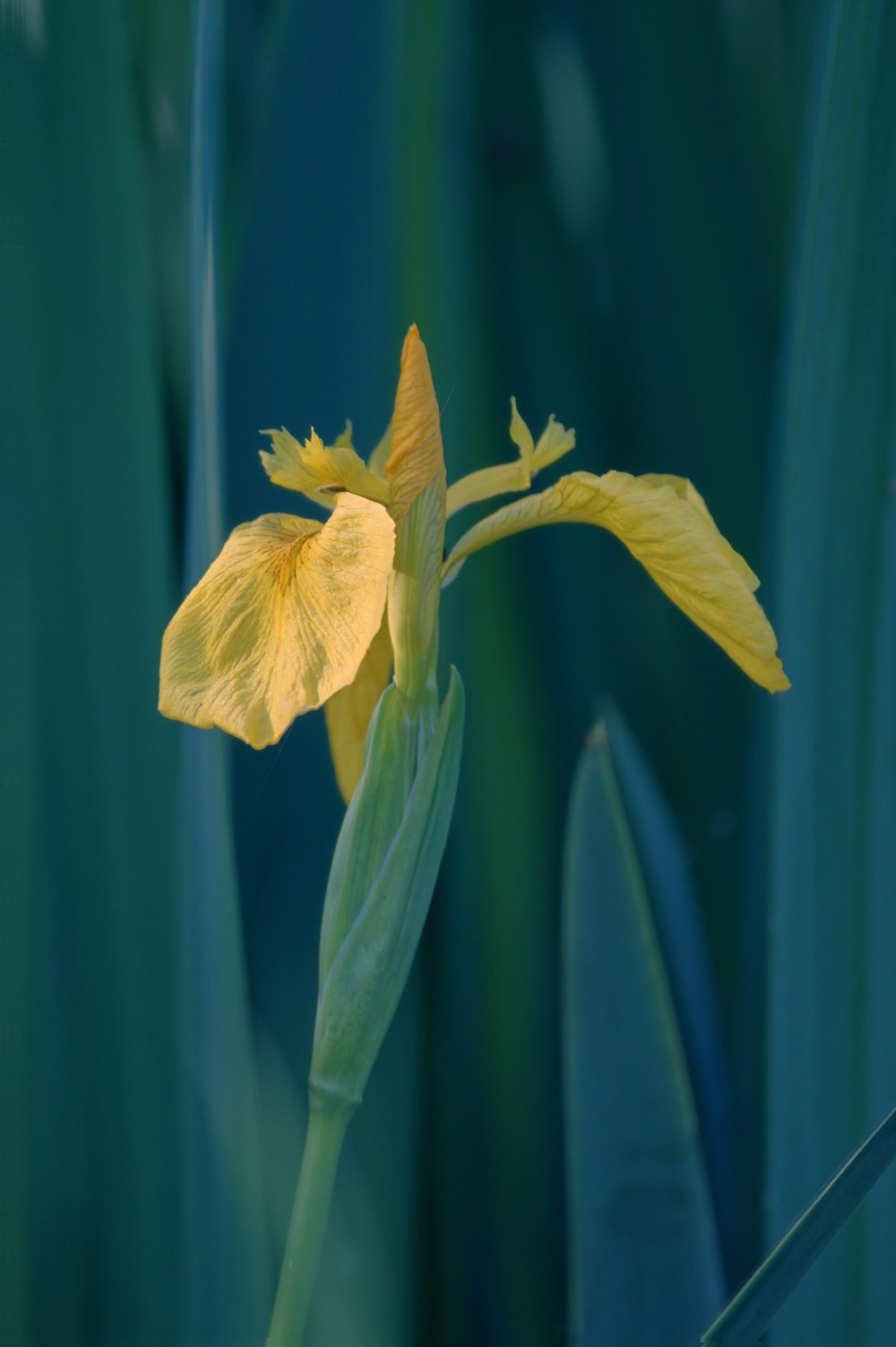 yellow flower