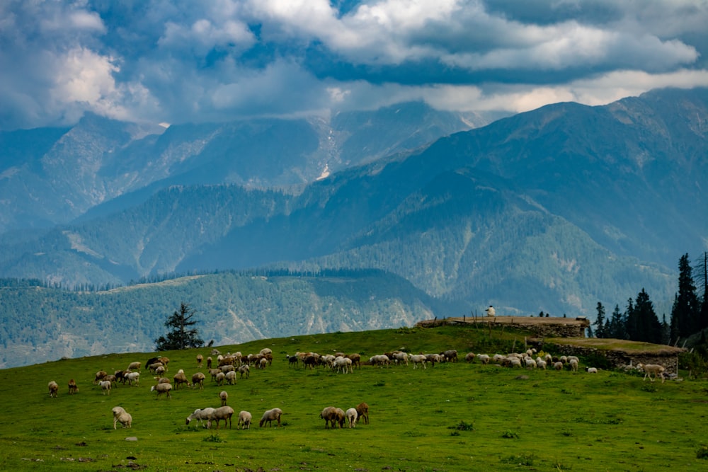 herd of sheep on green grassy hill during cloudy day