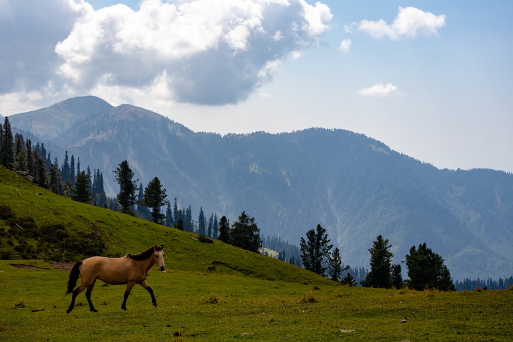 brown horse standing on green grass during cloudy day