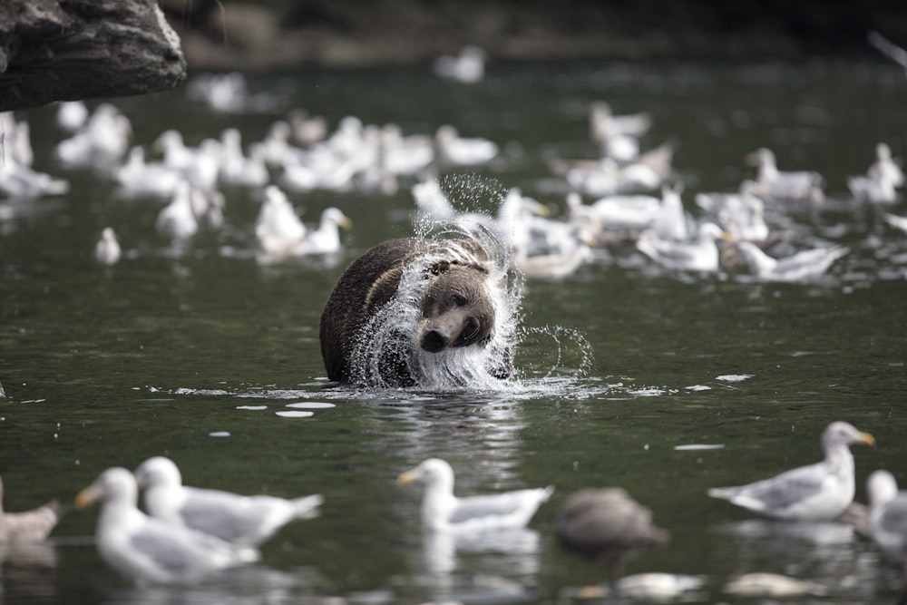 bear bathing in water surrounded with birds during daytime