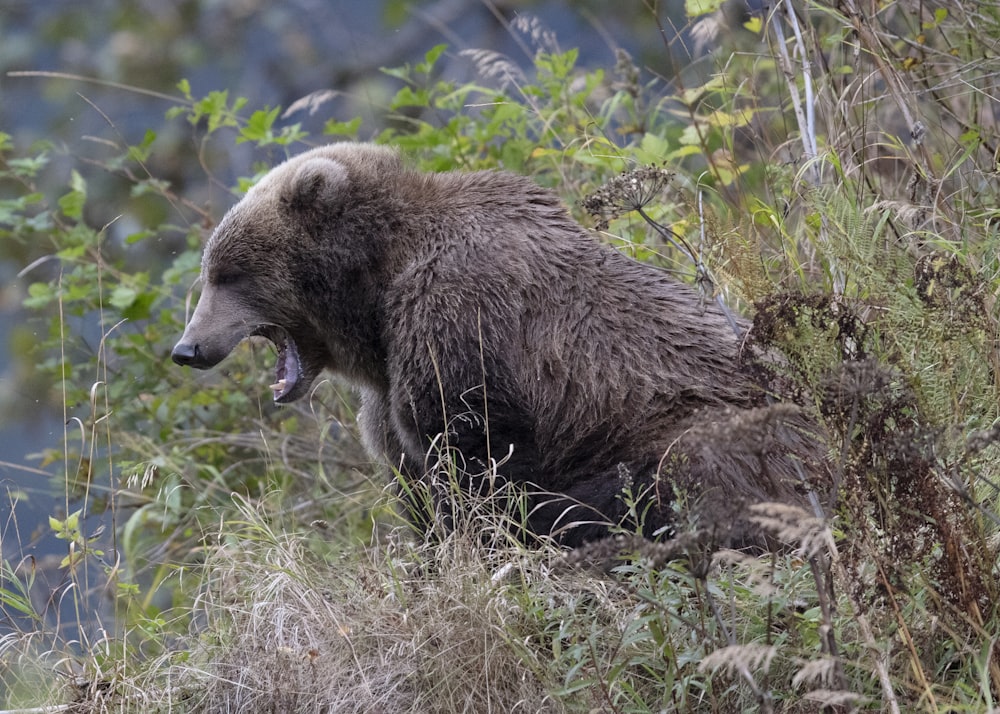 yawning brown bear