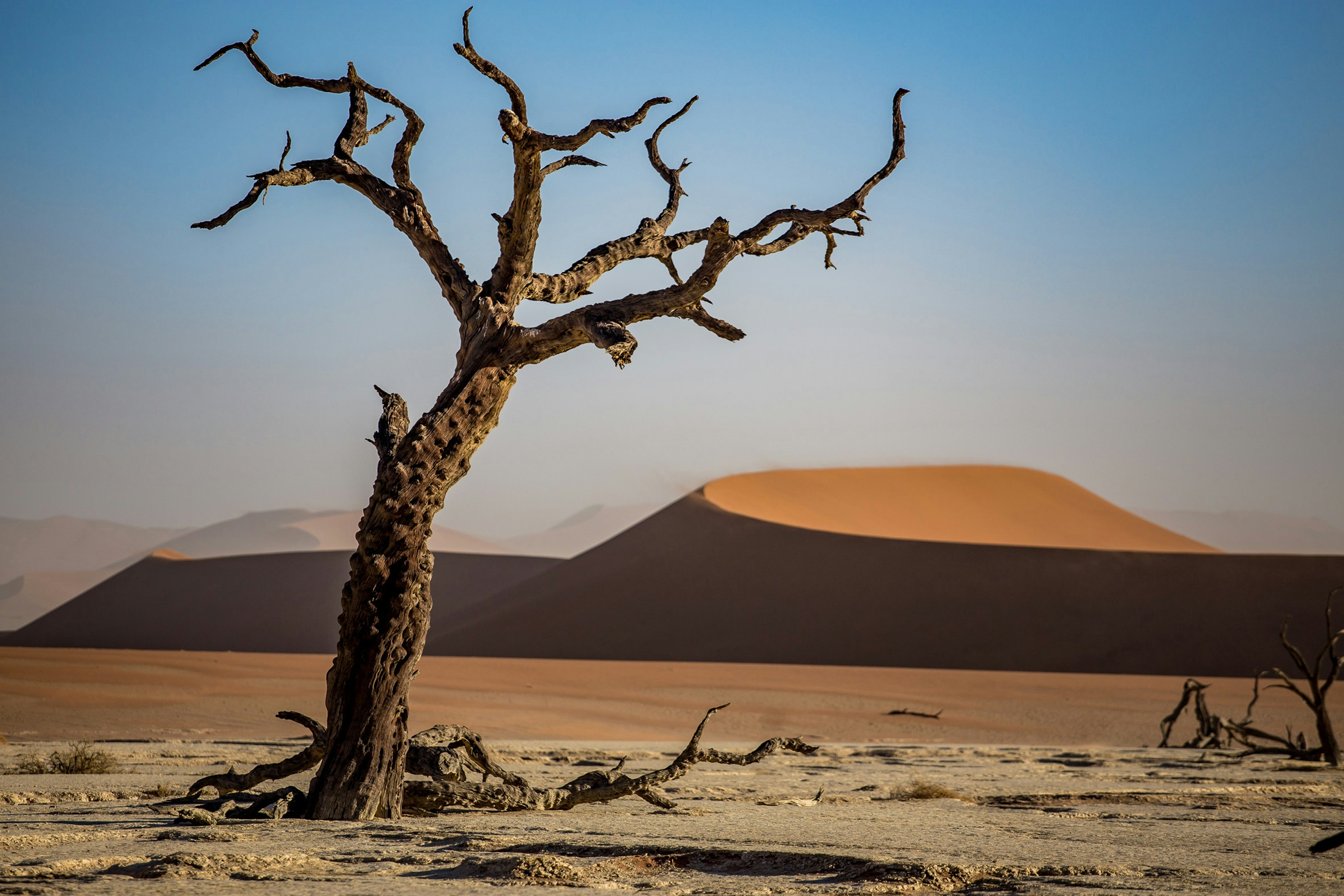 withered trees near dunes at daytime