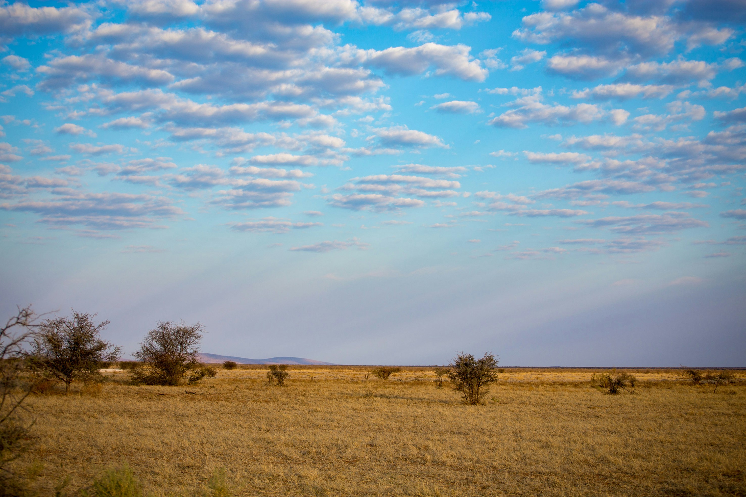 green trees under cloudy sky