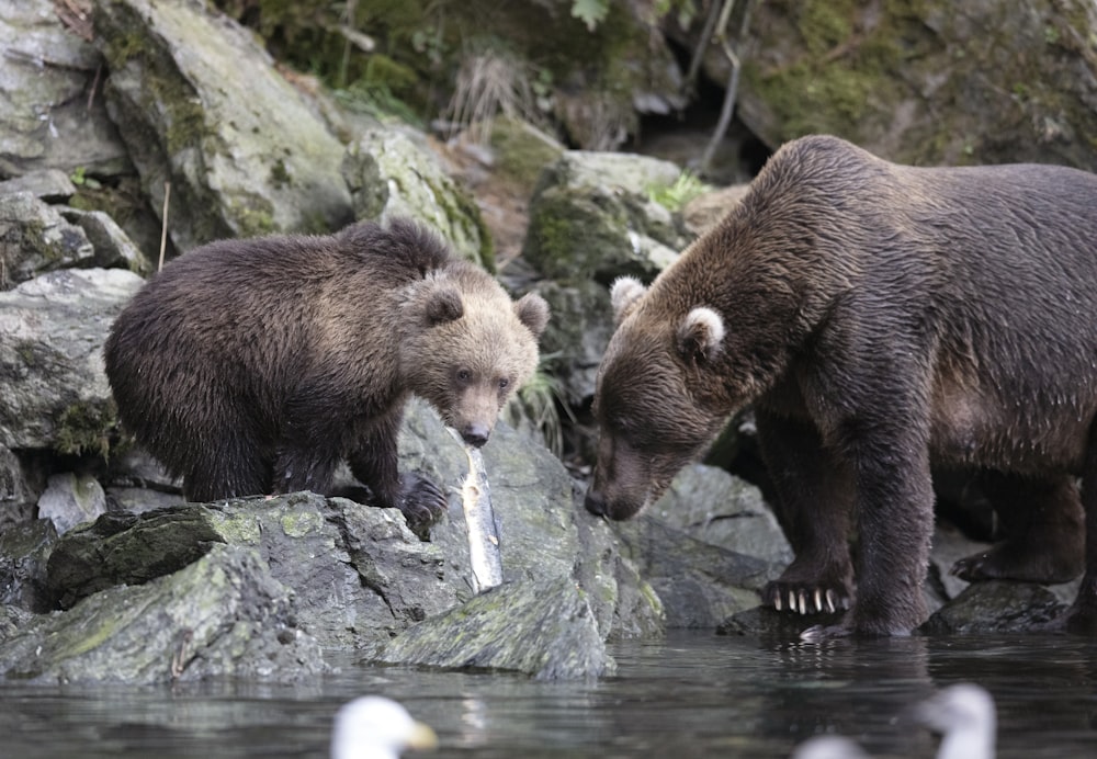 two brown bears