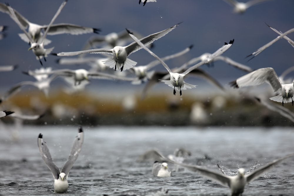 shallow focus photo of flock of birds flying during daytime
