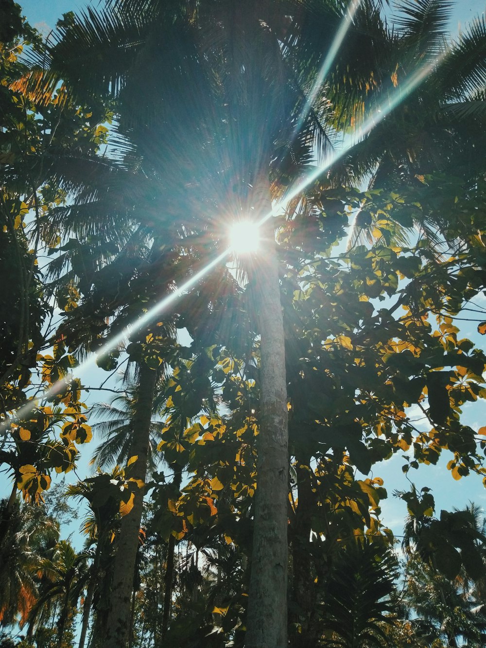 sun rays coming through tall trees during daytime