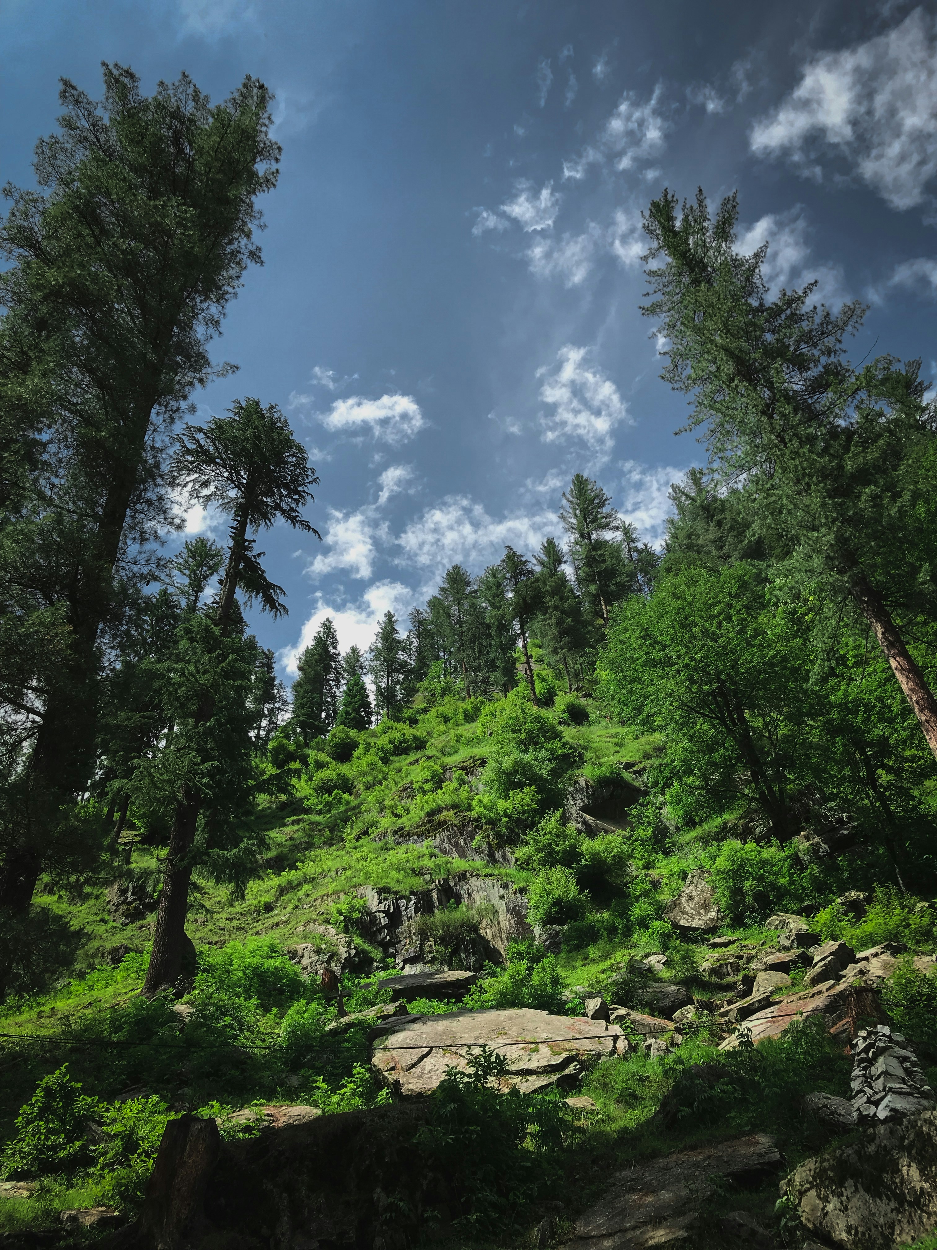 green trees under cloudy sky