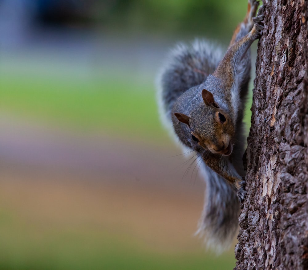 brown squirrel