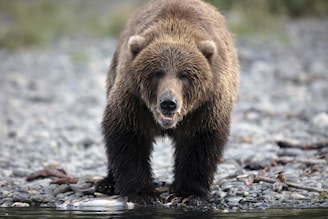brown bear '