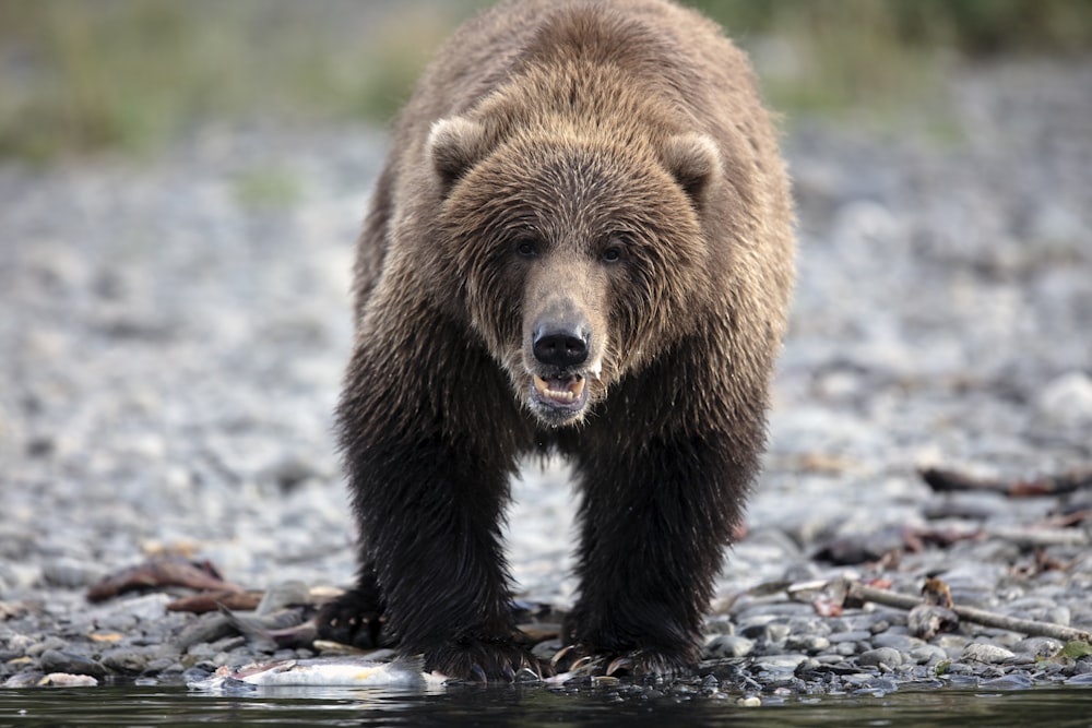 brown bear '