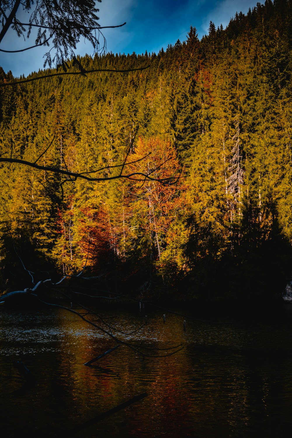 a body of water surrounded by a forest