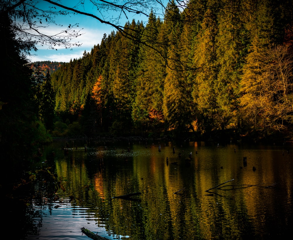 calm body of water by trees during daytime