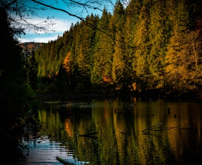 calm body of water by trees during daytime tudor google meet background