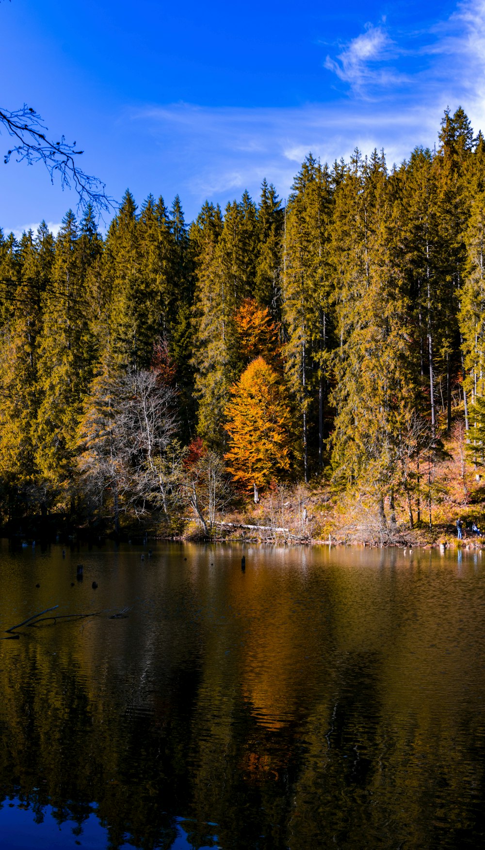 pine trees near lake