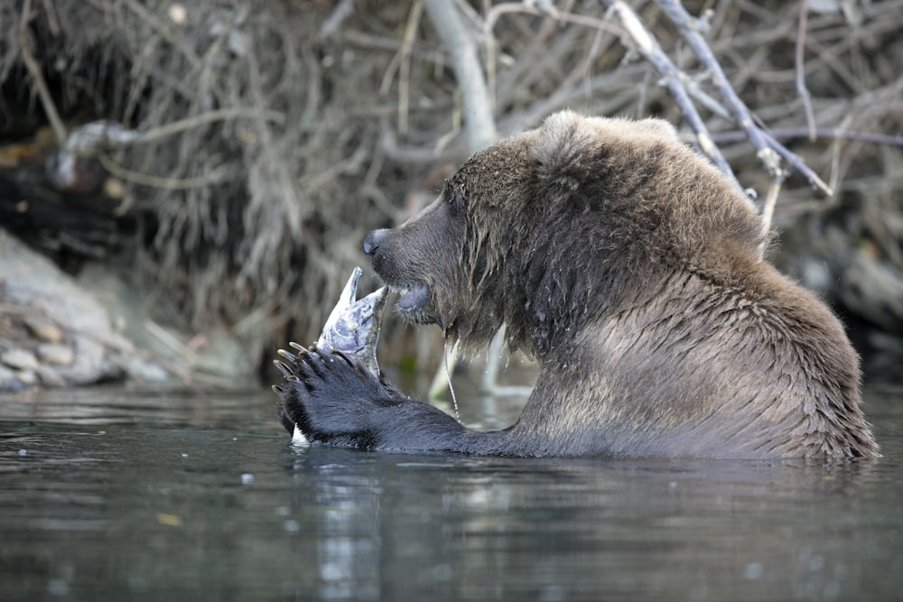 grizzly bear in water catching fish