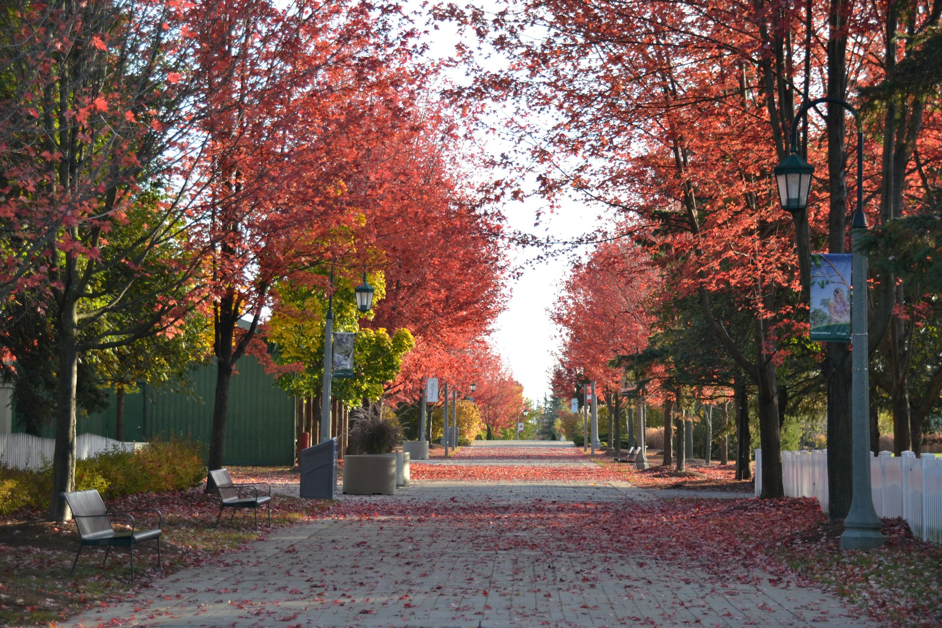 red-leafed trees