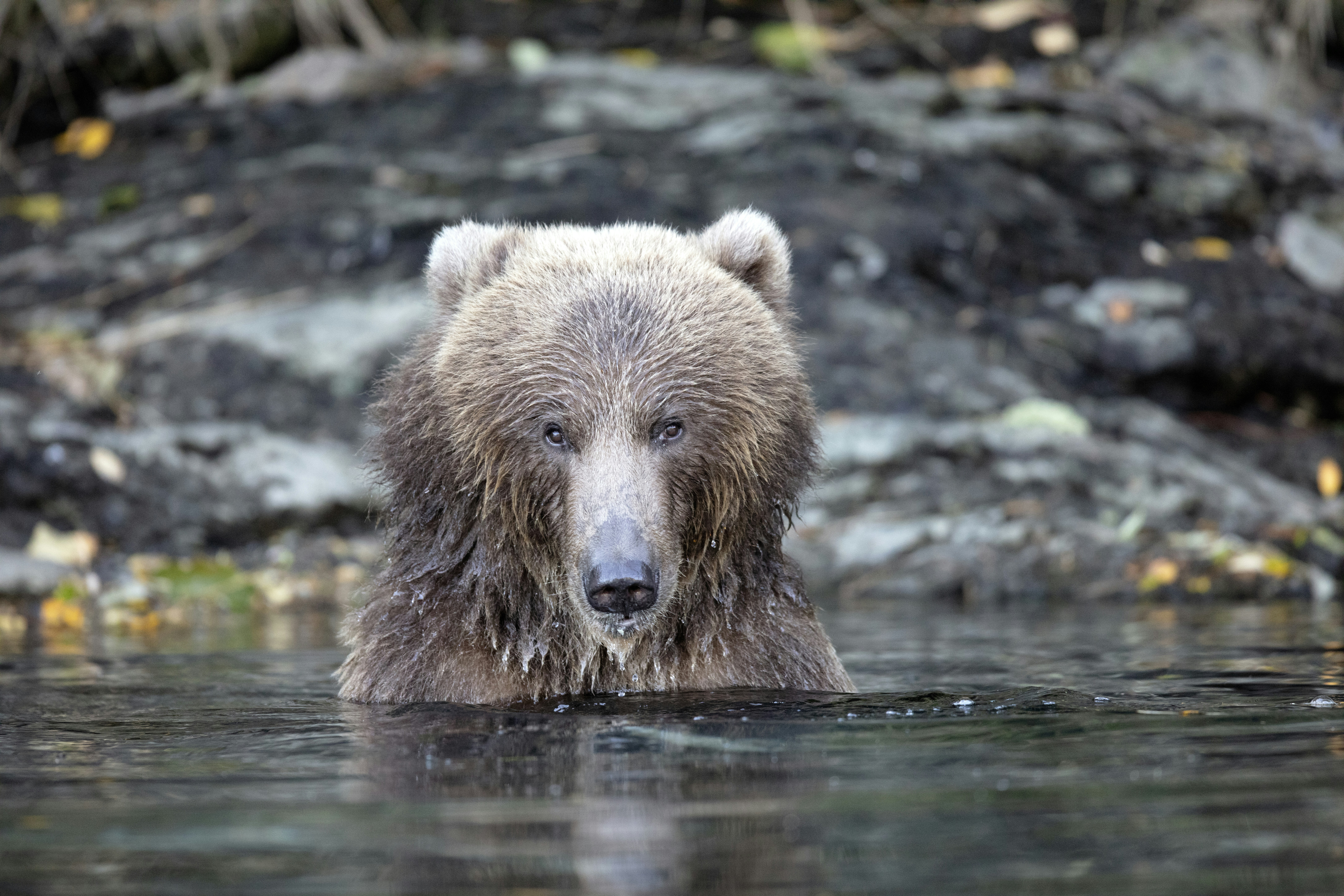 shallow focus photo of grizzly bear in body of water, Brown Bear, Kodiak Island, Alaska