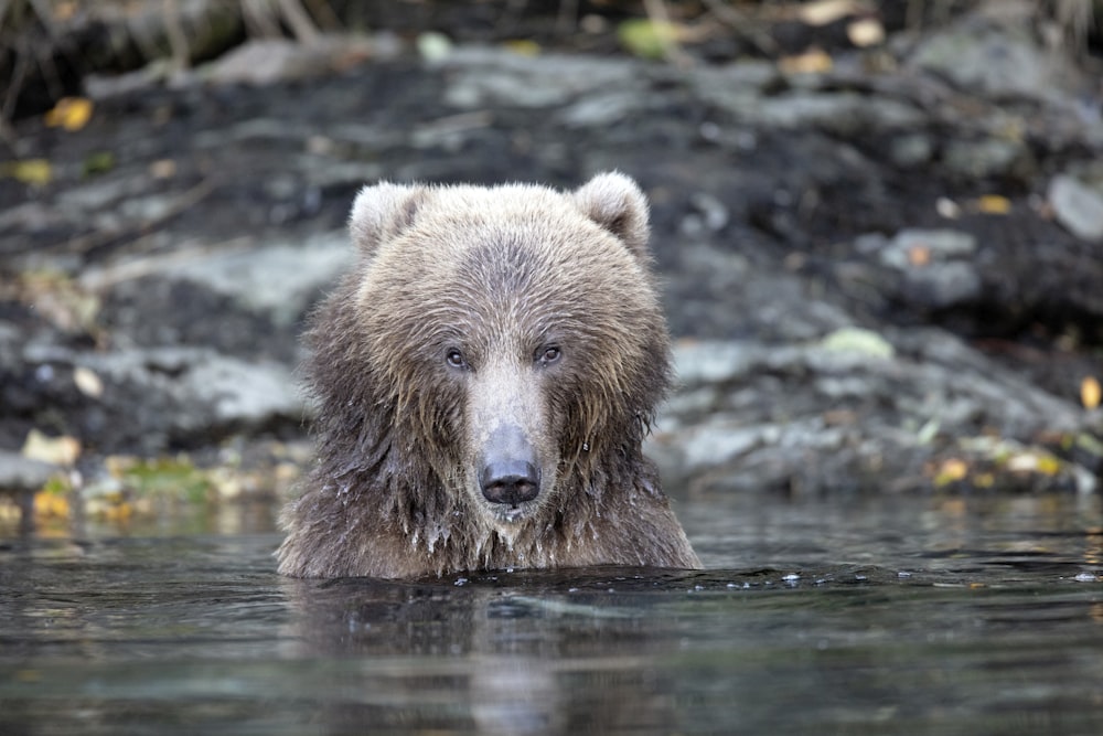 shallow focus photo of grizzly bear in body of water