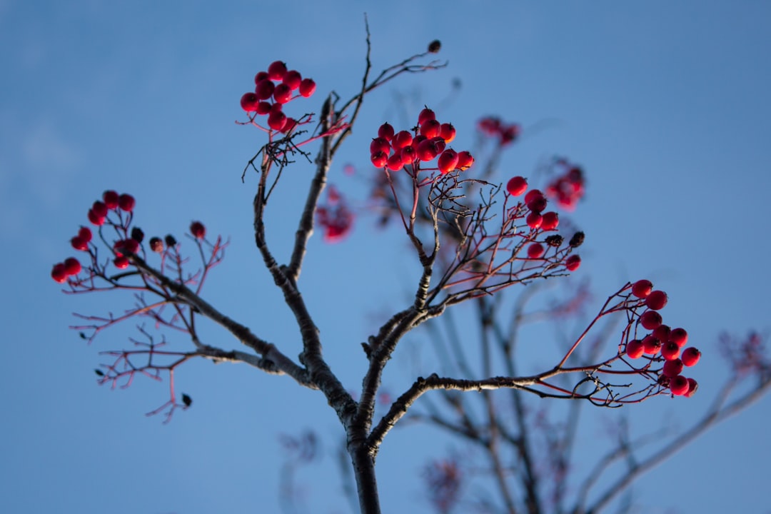 red tree fruit