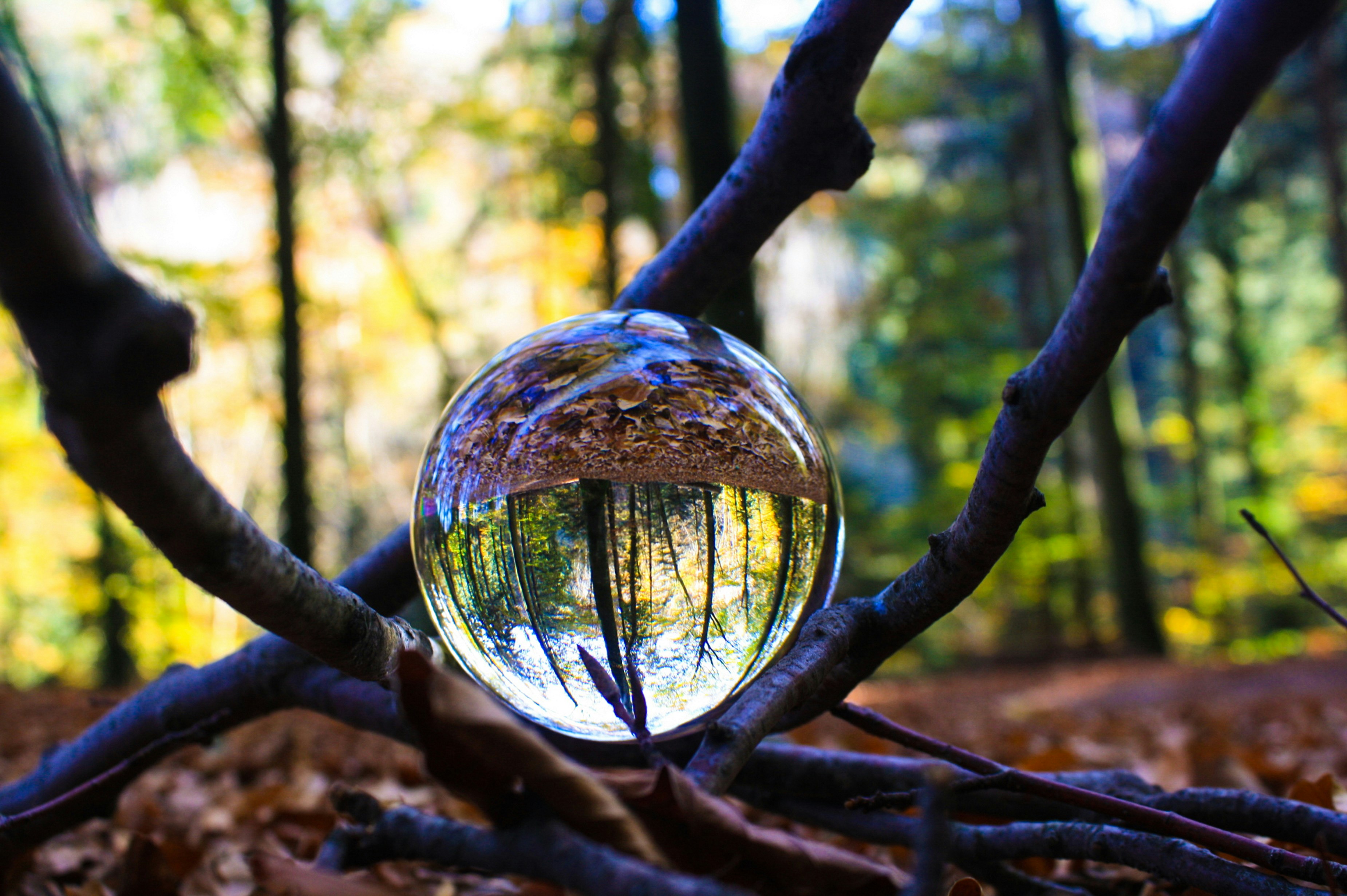 tree crystal photography